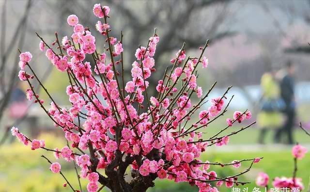 越养越金贵的“4种花”,能活上百年,老了就是“传家宝”