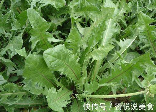 抗衰老|女人养肝就是抗衰老,3种野菜,养肝护肝,肝脏排毒,女人才年轻