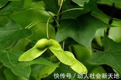 沙丁鱼|排名前10的长寿食物,没一样特别贵的,第2样太过少见,你知道吗