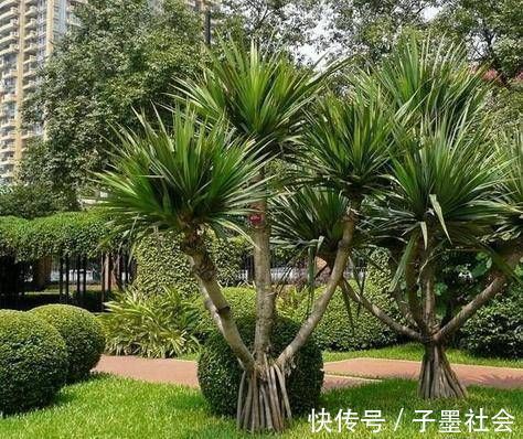 扦插|很贵的“3种树”,不想买就扦插,1根枝条扔盆里,16天生根冒芽