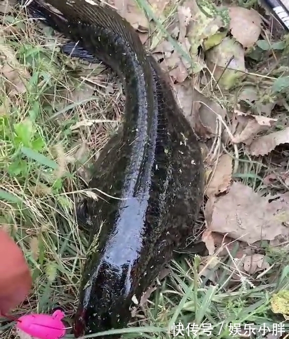 这鱼吃不得?广州钓友钓了条大黑鱼,钓友:越看越奇怪,赶紧丢了