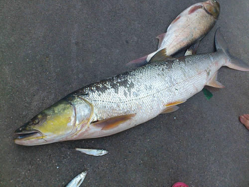 去鱼鳞原来很简单，只需一个塑料袋，干净卫生不脏手，真实用