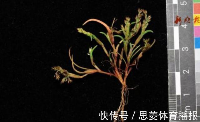 仅两株!消失60年的罕见“莎禾”重现东北,专家:成功采集到