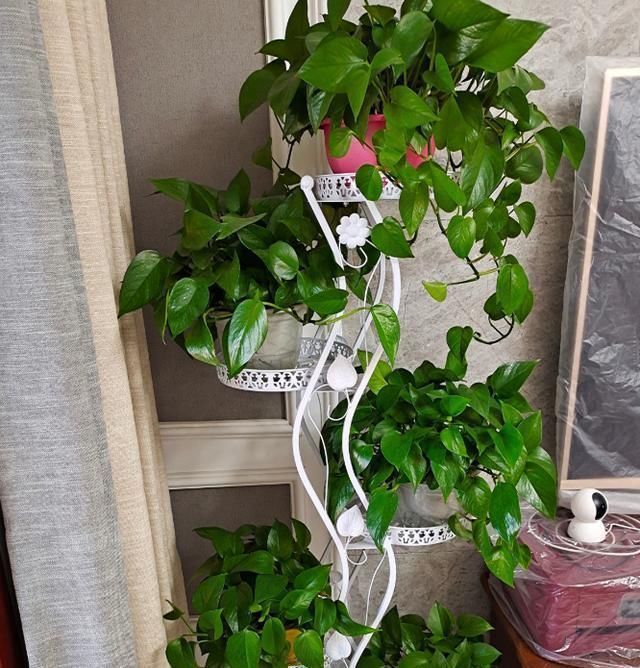 家里有6种花,赶紧擦点啤酒,保管长得绿油油,效果比施肥还好