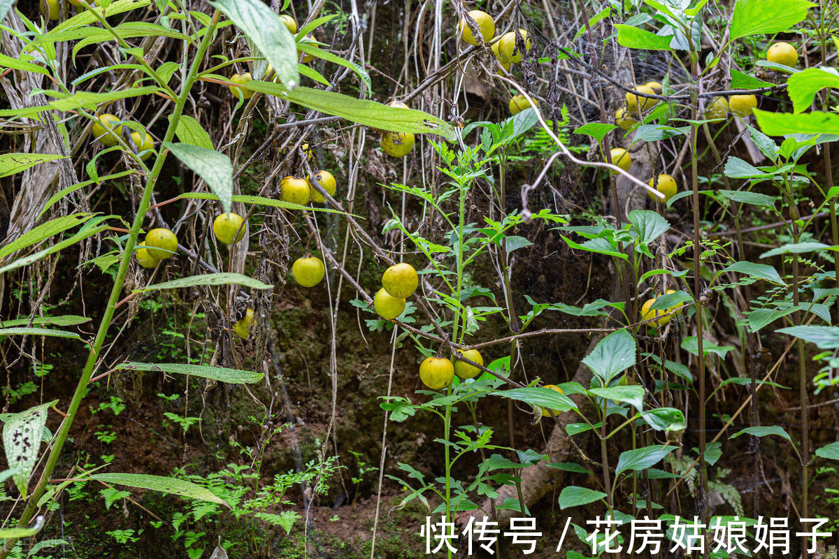 浇水|很好辨认的1种藤本植物，别轻易触碰，却是制作盆景的优良素材