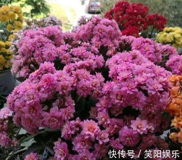 烂根|客厅养的5种花，最怕水，多浇一点点，整盆死翘翘