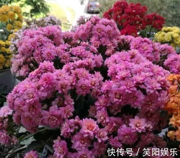 客厅养的5种花,最怕水,多浇一点点,整盆死翘翘
