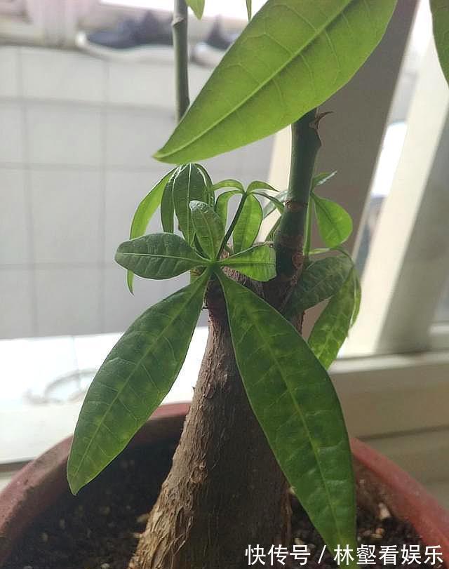 发财树长白斑,过一阵子就黄叶,用对处理方法,恢复油绿不黄叶!