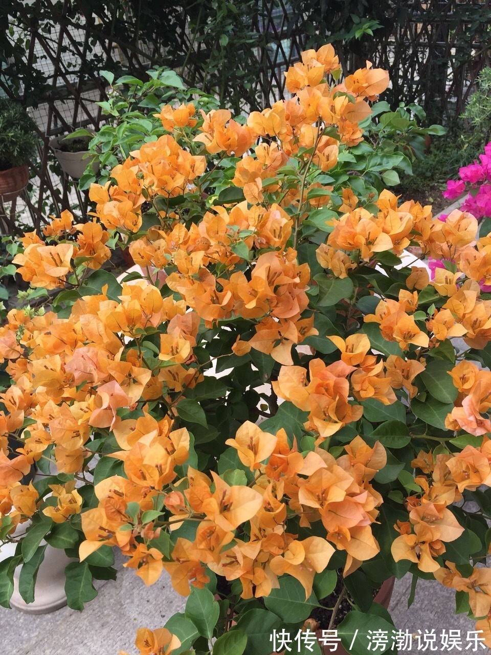 秋季|9月中旬，养三角梅，最后“一波”花期，扣水再回水，枝头都是花