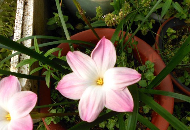 这种兰花是天生的“水鬼”,立春后搬出屋,多淋淋雨可早点开花