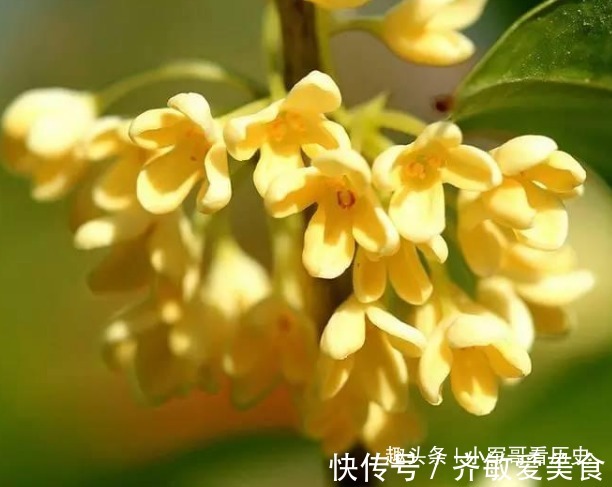 此花颇得文人雅士的喜爱，芬香独一无二，花开即丰收