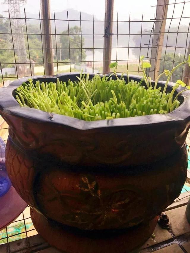 4种花最喜欢水，夏天养在“水缸”里，30天长爆盆、还开花