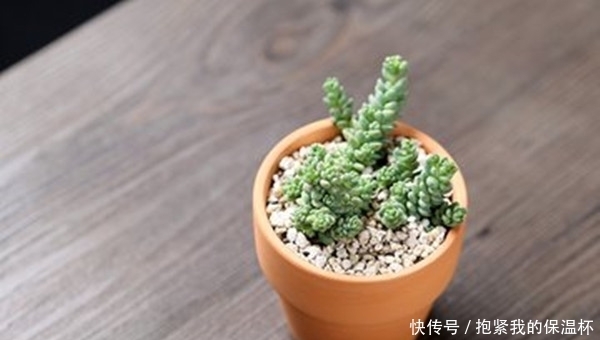 做好这些事，你家的多肉姬星美人不想爆盆，都难了！