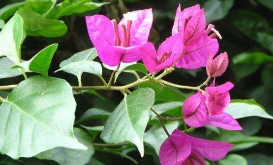 养花就养4种花，好活易爆盆，花姿妖娆，四季繁花似锦，姿色艳丽