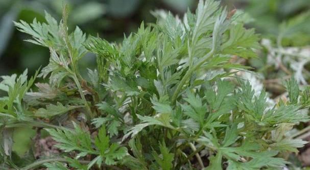 子宫|子宫不好的女性,多吃3种食物,消炎杀菌,妇科疾病远离你!