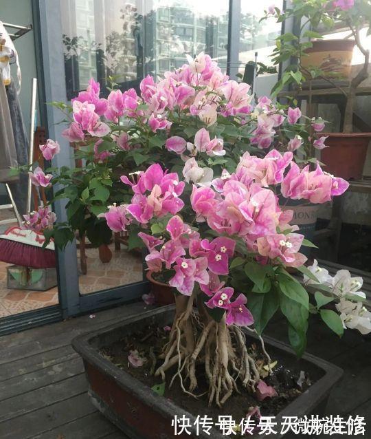 阳台上|年度十大流行花卉，摆在家里，高贵优雅，又美又仙