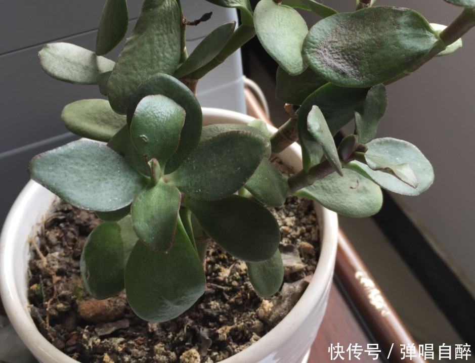 浇水|盆栽玉树出现黄叶烂根症状,别人一看就知道你不懂养花