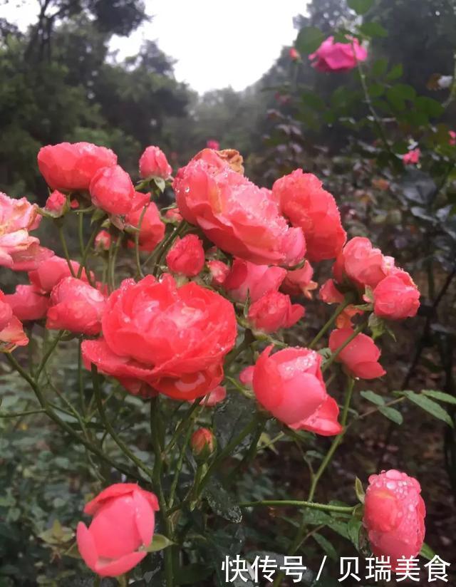  给花喷点它，虫子2天全死光，花朵猛开爆满盆！