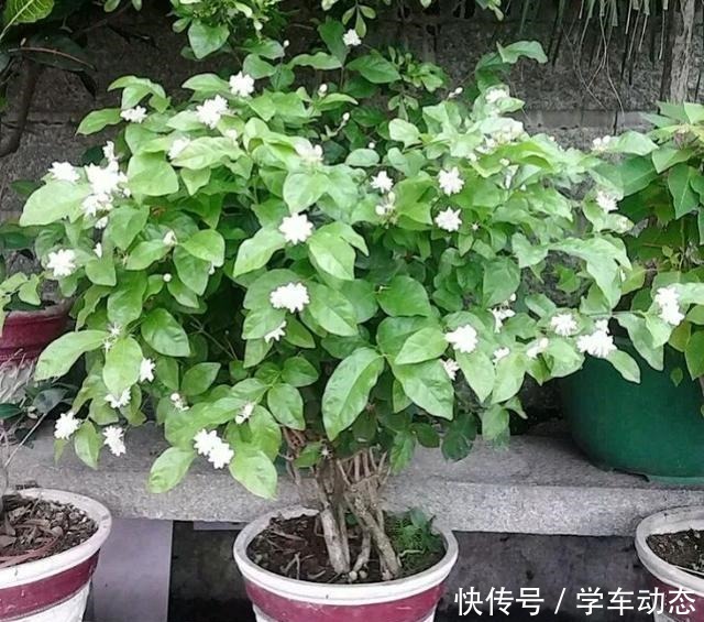 养护茉莉花的“三部曲”,花朵多香味浓,连开不停歇!