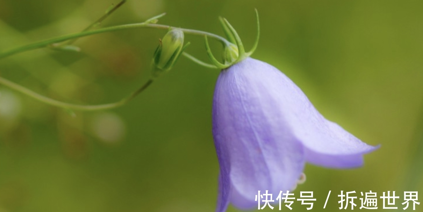 生肖|11月，真爱回头，心花怒放，情伤愈合，3生肖再续前缘，雨过天晴