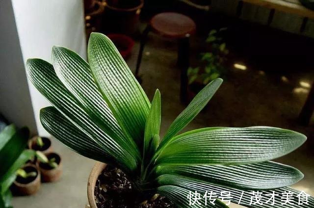 调味料用来养花,不黄叶,生根爆盆分分钟!