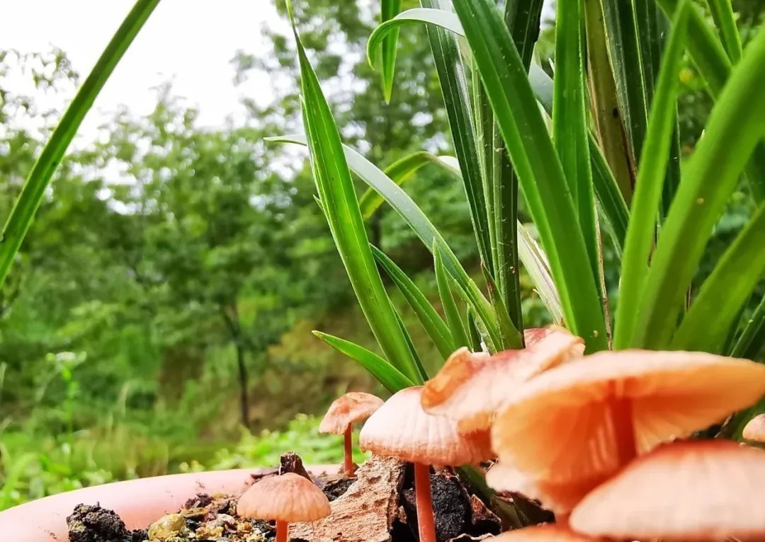 矿泉水|夏天兰花不好养?这4个坑不要再踩了,新手兰友都做过