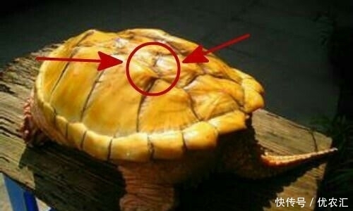渔夫幸得黄金鳖,5年后整个村子遭大水淹没!