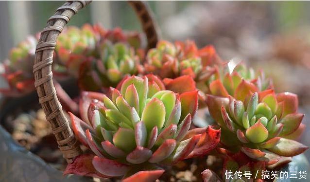 徒长|冬天养多肉,最怕3种水,一定要管住手,太勤快肉肉死的越快