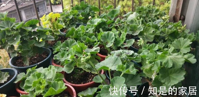 茎干|秋冬养花就养它们,好活漂亮,动手多扦插几盆,阳台马上变花海