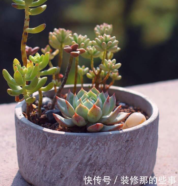 玄月|多肉可以晒太阳吗?注意2点,越晒颜色越好看,顺利出状态