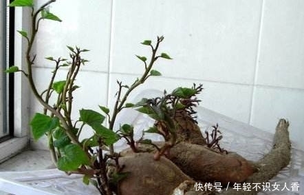 婆婆|婆婆在家盆栽山药，成熟后却长成这样，全家简直乐坏了！