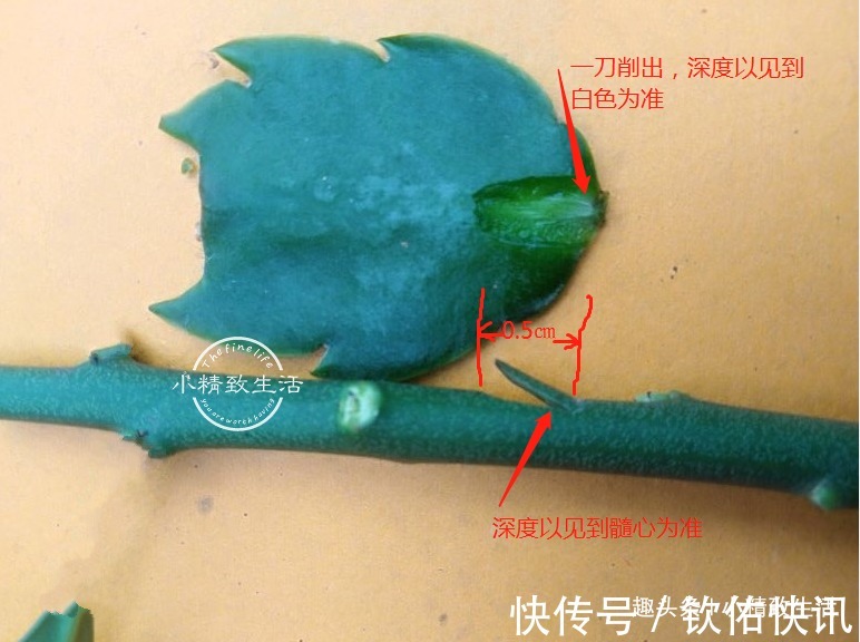 除了仙人掌,叶仙也能嫁接蟹爪兰,简单3步,7天就成活