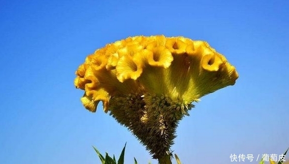 功效|鸡冠花有什么功效?知道的人太少了!