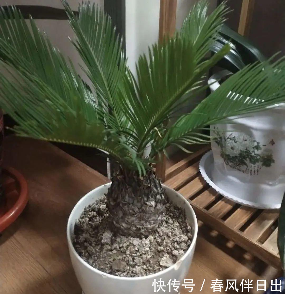 超级耐旱花,整个冬天不浇水,还能胖一圈!