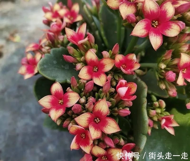 45种长寿花,个个都美爆了,你家养了多少种?