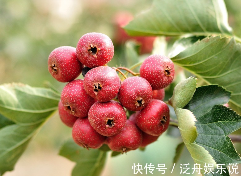 张锡纯|1颗山楂，7味良药，老中医教你山楂7大顶级妙用，很少人知道！