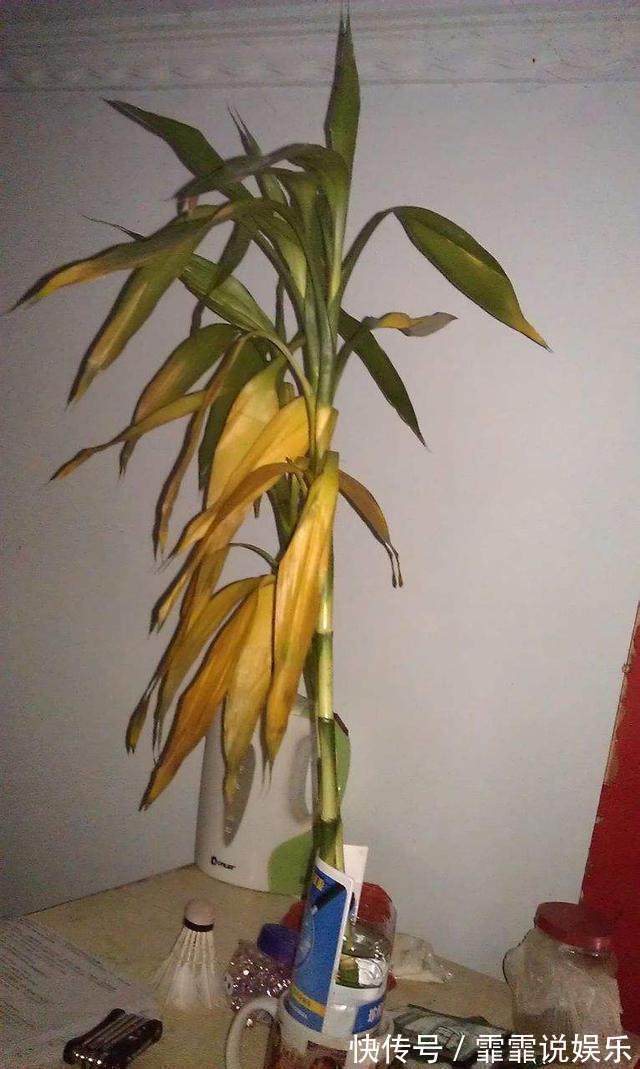 富贵竹水里加几粒它，枝干粗壮，叶片油绿，呼呼窜上屋顶