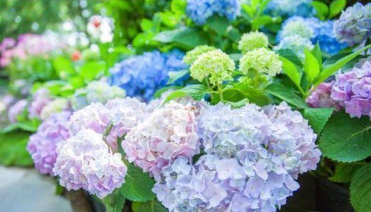 夏天|夏天养花,不妨养这四款花,盛开时繁花似锦,花色美轮美奂