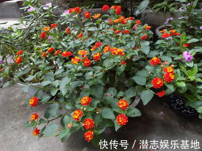 家里养花，避开8种“小毒花”，家里有老人孩子，孕妇的，别靠近