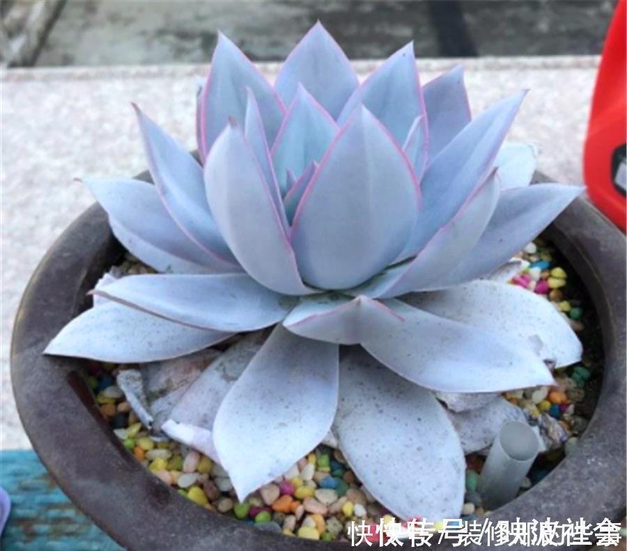 仙子|多肉中的“广寒仙子”,养护过程有4怕,学会了仙气飘飘幽蓝高贵