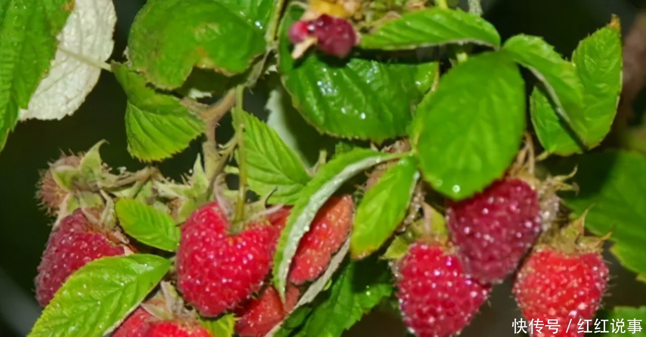 果实|小时候常吃的8种野果,吃过5种就服你,全吃过的人不多!