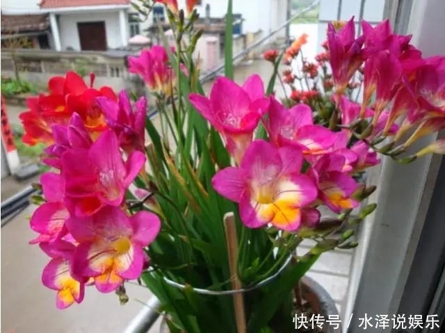 磷酸二氢钾|2种促进植物开花的“万能肥”,花期前,浇水加一勺,蹭蹭冒花苞