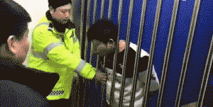 |搞笑GIF:太高兴了 据说新娘当时都开心的哭了