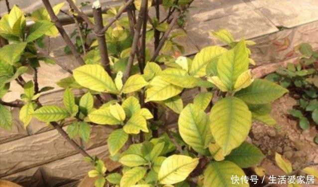 叶片就会大面积|栀子花黄叶有3种,养护做“充足”,叶片四季常绿,根壮年年开花