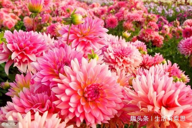 花界的“开花机器”，花朵硕大绚丽如“女神”，实惠好养似路人！