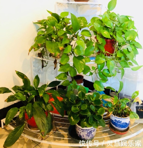 3种植物是老酒鬼,一喝啤酒就疯长,根本不用施肥!