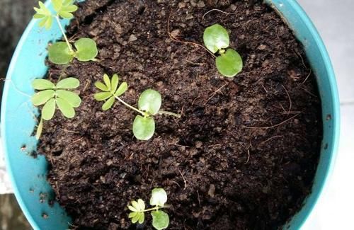 养花担心土里“藏”虫，就先学会这几招，给它们消消毒