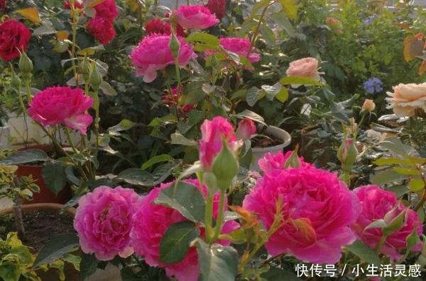 天冷的地方，我建议你养这5种花，开花非常漂亮，扛冻能力杠杠的！