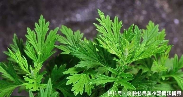 床垫|床垫用久了成螨虫窝,聪明的婆婆用这个土方法,立马将螨虫杀干净