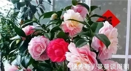 最厉害的养花营养液:给花喝一勺,四季油绿,花开满盆!